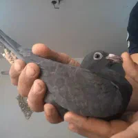 جوجه زاغ پلاکی