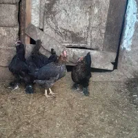 مرغ|حیوانات مزرعه|زنجانرود, |دیوار