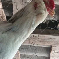 تخم مرغ نطفه دار گلین