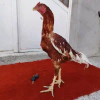 جوجه خروس لاری|حیوانات مزرعه|مریوان, |دیوار