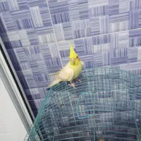 جم سالم وسخنگو