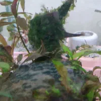 تعدادی گیاه آکواریمی.