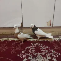 دوتا ماده طوقی بدون خطا