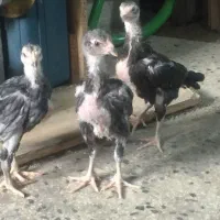 جوجه لاری افغان