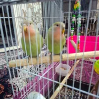 طوطی برزیلی کاملا سالم