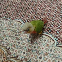 جوجه گرنچیک معاوضه