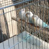 فروش3عدد مرغ عشق