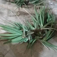 الئورا