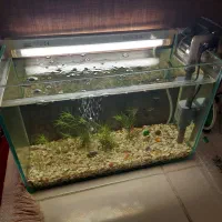 آکواریوم|ماهی|کرمانشاه, |دیوار