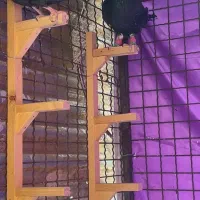 کبوتر|پرنده|پاکدشت, پاکدشت (مامازند)|دیوار
