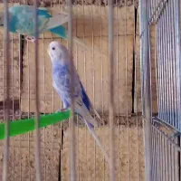 مرغ عشق اسپانگل ورینبو|پرنده|شیراز, حجت آباد|دیوار