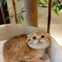 گربه چاقالو و خوشگل