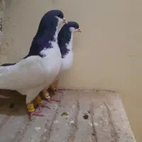 یک جفت سیاهپوش