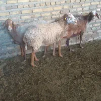 میش اوست بز|حیوانات مزرعه|تربت‌حیدریه, کوی شهید احمدزاده ملکی|دیوار