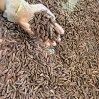 قهوه  هسته خرما درجه یک