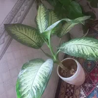 گل سرحال بزرگ دیفن