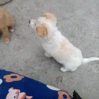 حیوان خانگی|سگ|آستانه اشرفیه, |دیوار