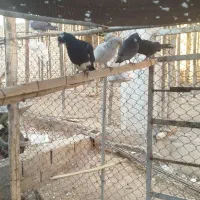 کبوتر پلاکی با پرشی