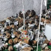 نیمچه (جوجه) گلپایگان نژاد اصلی  ۱ ماهه