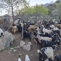 گوسفند داشتی شیر دار  به همراه بزغاله