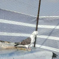 پرش سنگین|پرنده|نقده, |دیوار