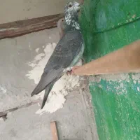 پرنده|پرنده|برازجان, |دیوار