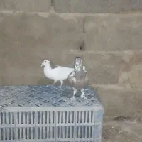 کبوتر خال سرخ ماده و اوغون|پرنده|مشهد, کوی المهدی|دیوار