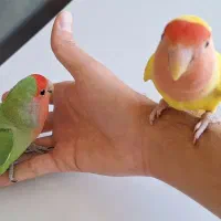 جفت طوطی برزیلی دستی مولد|پرنده|شهرکرد, |دیوار