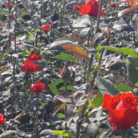 زر گل|گل و گیاه طبیعی|شیراز, درکی|دیوار