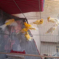 فروش قناری|پرنده|آباده, |دیوار