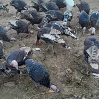 بقلمون نر وماده|حیوانات مزرعه|دشتابی, |دیوار