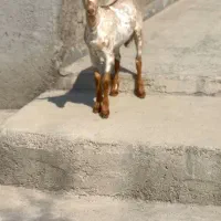 بزغاله و آفریقایی میش|حیوانات مزرعه|ساری, |دیوار