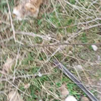 بز کهره دار|حیوانات مزرعه|کازرون, |دیوار