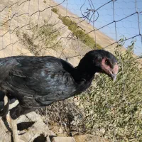 مرغ لاری و گلین و محلی|حیوانات مزرعه|بروجرد, |دیوار