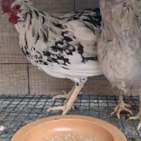 مرغ و خروس گلین