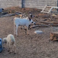 کهره نر و ماده ابستن