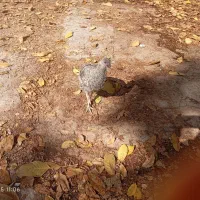 بوقلمون و اردک|حیوانات مزرعه|دماوند, دماوند|دیوار