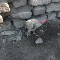فروش یک عدد جوجه رنگی یک ماه