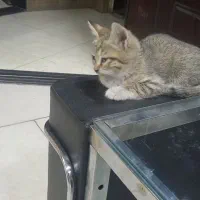 واگذاری تعدادی گربه ناز          رایگان