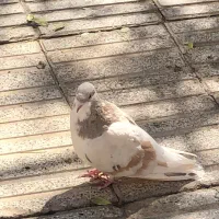 کبوتر|پرنده|اسفراین, |دیوار