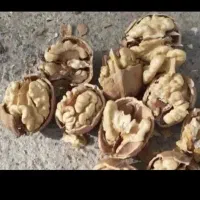 گردو نود درصد