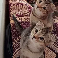 دو تا بچه گربه میکس اسکاتیش بریتیش اصیل