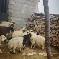 فروش ۱۳عددکاور بیشتر شون نرهستن|حیوانات مزرعه|بدره, |دیوار