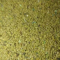 بذر یونجه محلی درجه یک