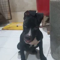 واگذاری تماس بگیرید لطفا|سگ|شهریار, شهریار|دیوار