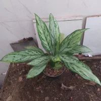 گل و گیاه آگلونما رسمی