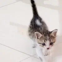 واگذاری بچه گربه