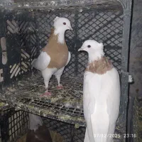 کبوتر|پرنده|قم, زند آباد|دیوار