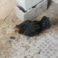 مرغ کرچ یا کپ لری