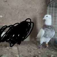 کبوتر طوقی ، هفت رنگ،گرگی ، بد رنگ|پرنده|اصفهان, محمودیه|دیوار